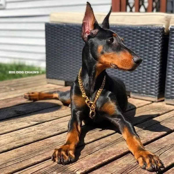 MIAMI CHOKER