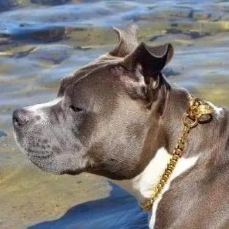 MIAMI CHOKER