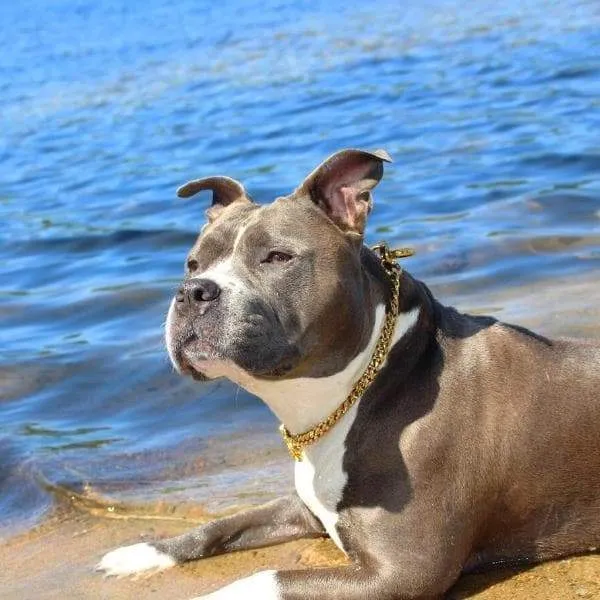 MIAMI CHOKER