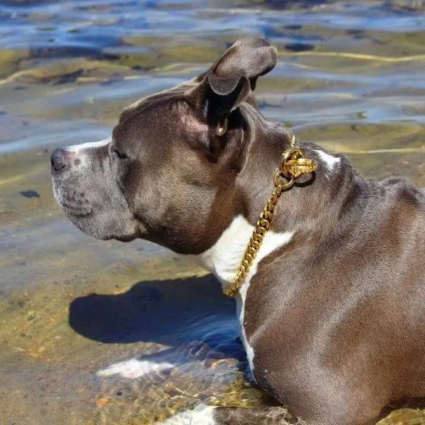 MIAMI CHOKER
