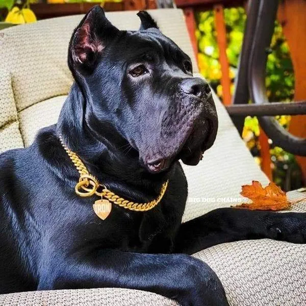 MIAMI CHOKER
