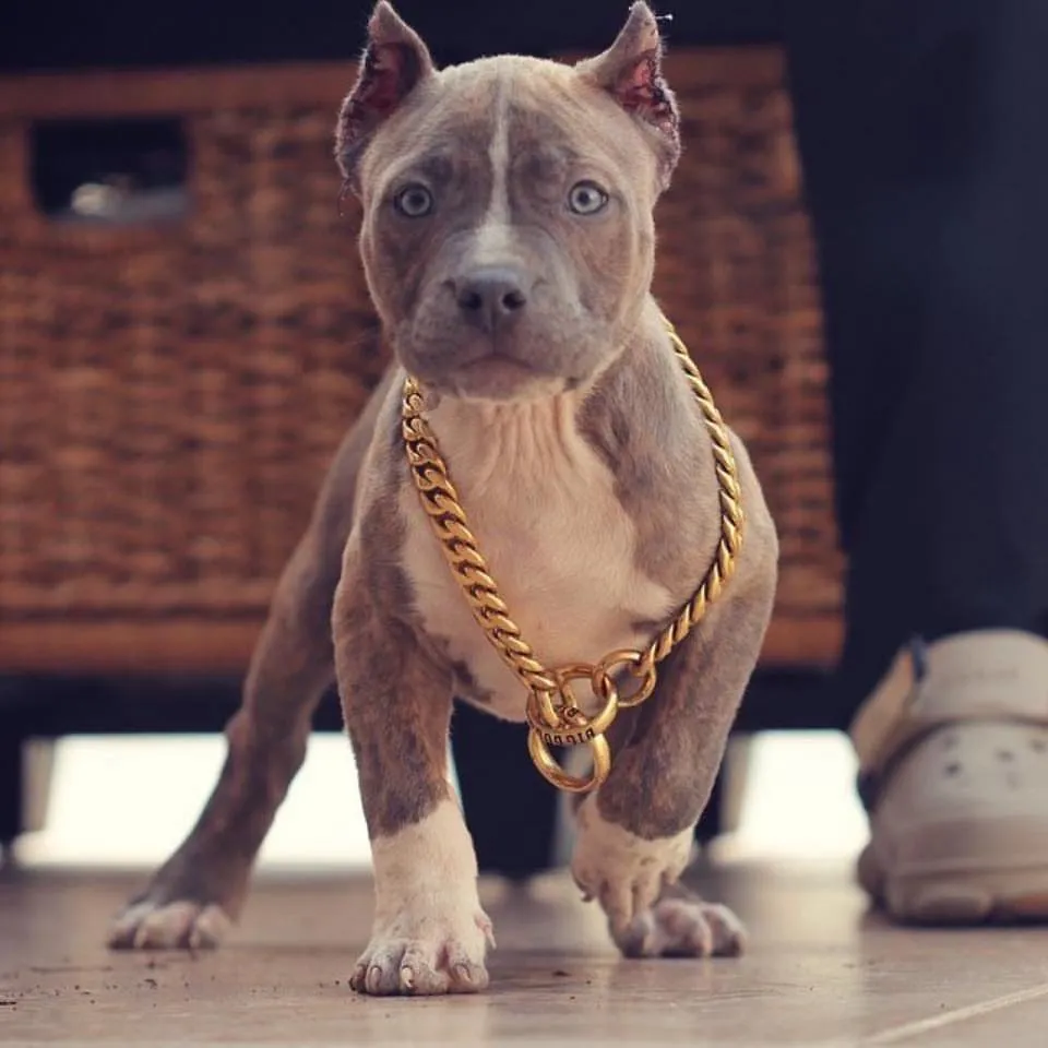 MIAMI CHOKER