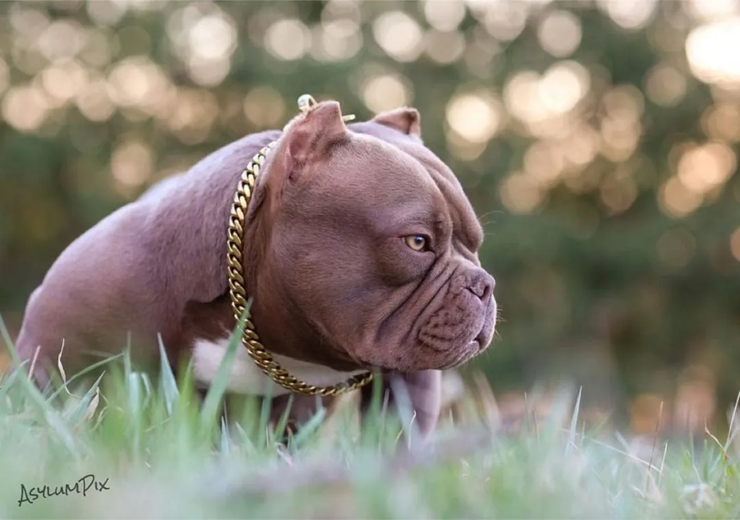 MIAMI CHOKER